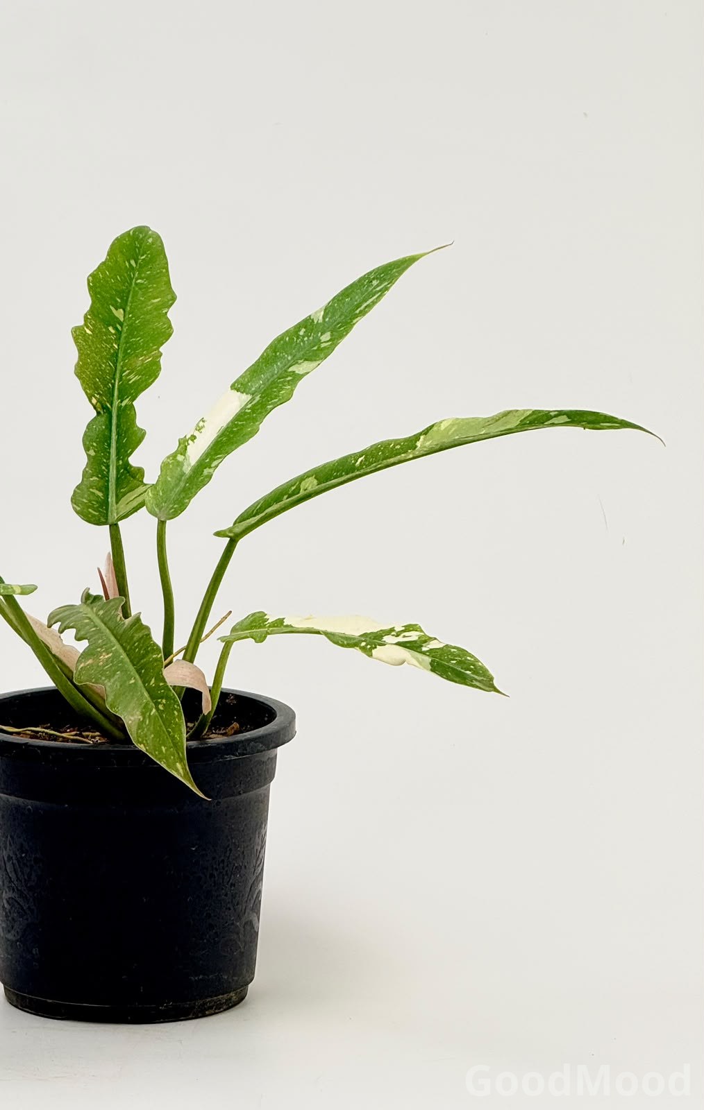 Philodendron "Ring of Fire" (Variegated Sawtooth) xangal bugi – Premium Rare Collector's Specimen