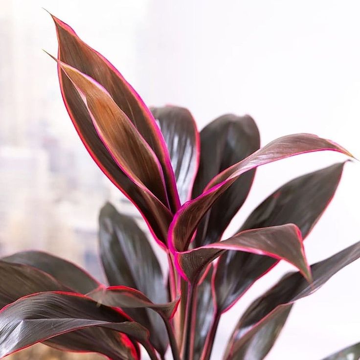 Cordyline Fruticosa 'Tango'