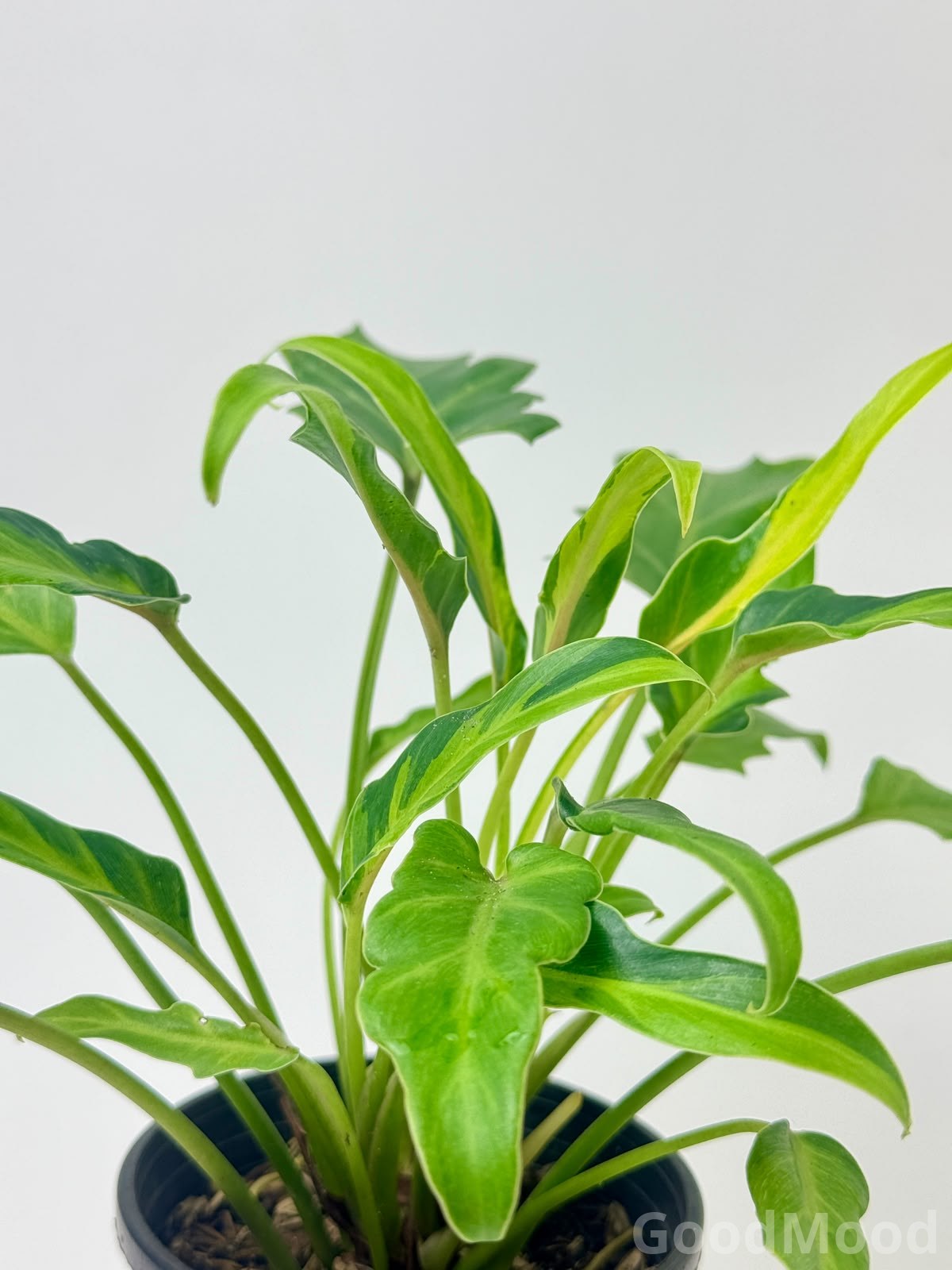 Philodendron "Xanadu" Variegated (Variegated Elephant Ear) – Premium Architectural Self-Heading Selection