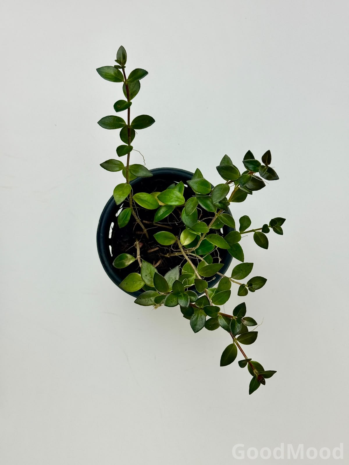 Rotala Rotundifolia (Dwarf Rotala) – Classic Vibrant Stem Aquarium Plant