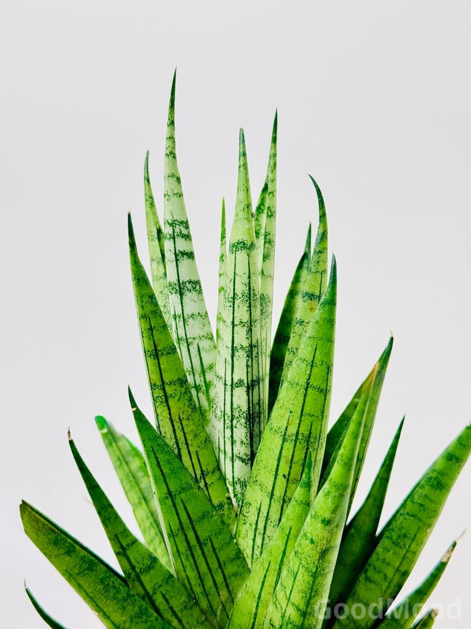 Sansevieria "Tough Lady" (Dwarf Zebra Snake Plant) – Premium Resilient Compact Variety