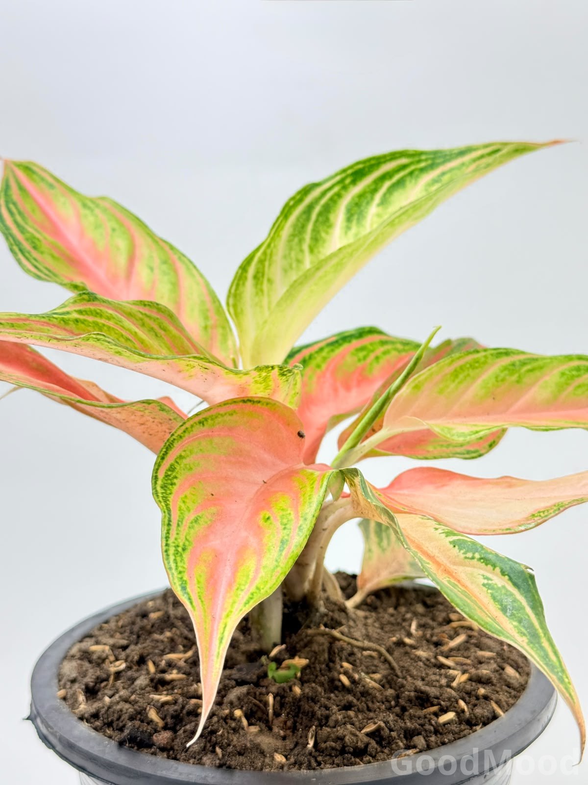 Aglaonema "Pink Panama" (Vibrant Pink Chinese Evergreen) – Premium Rare Cultivar
