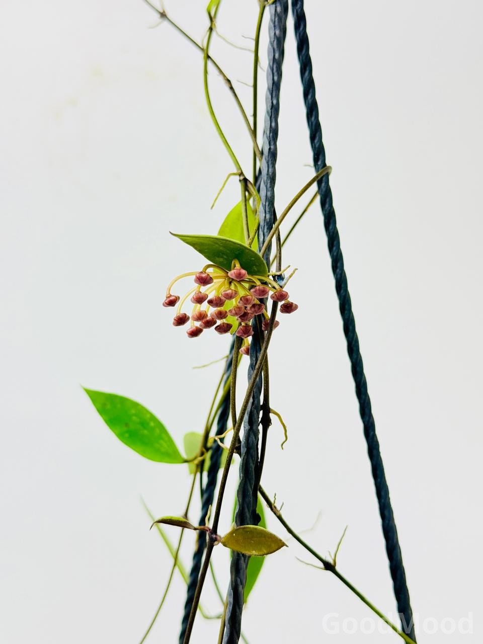 Hoya Carnosa "Jade" (Classic Green Wax Plant) – Premium Trailing Hanging Basket Specimen