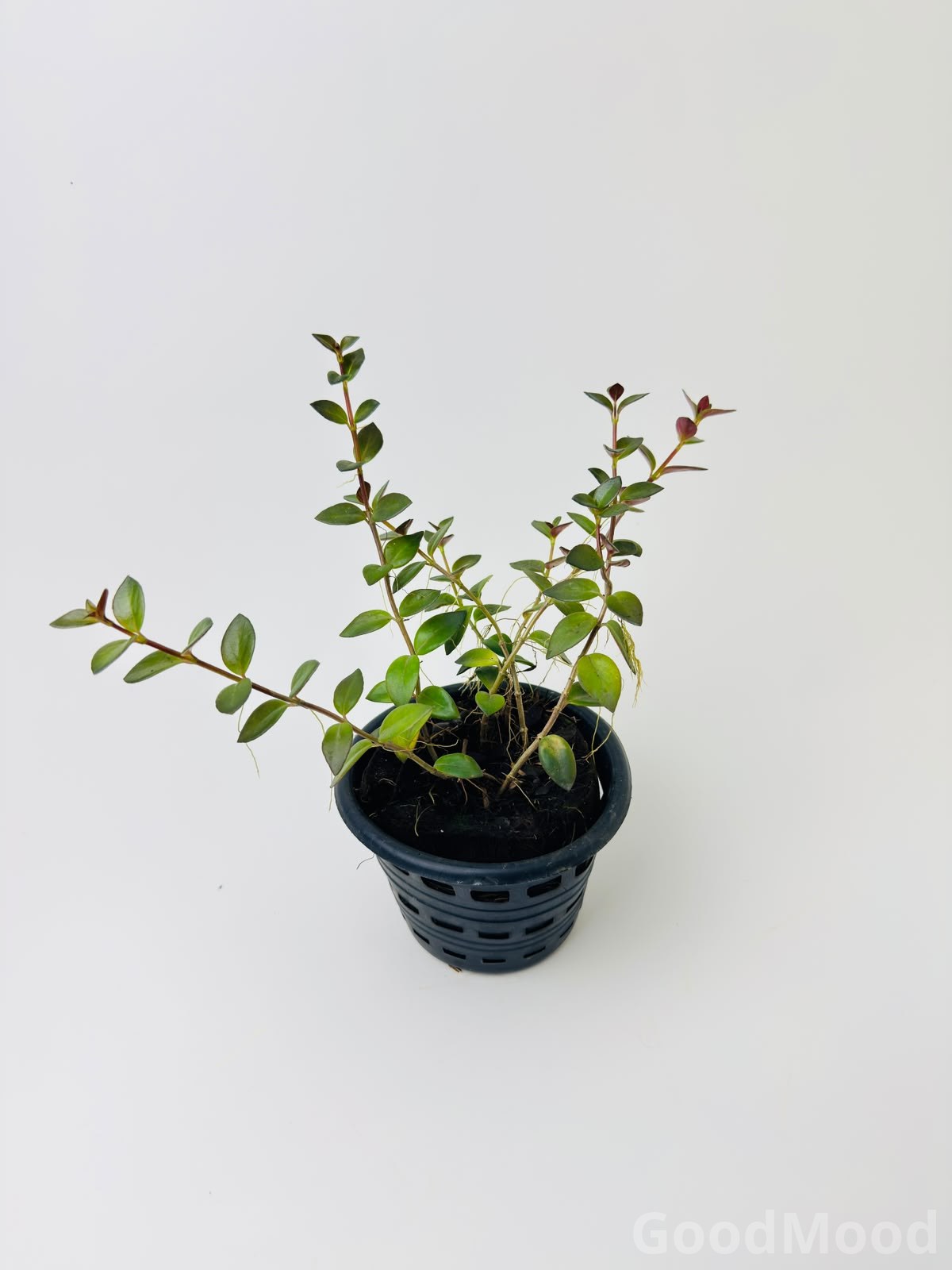 Rotala Rotundifolia (Dwarf Rotala) – Classic Vibrant Stem Aquarium Plant