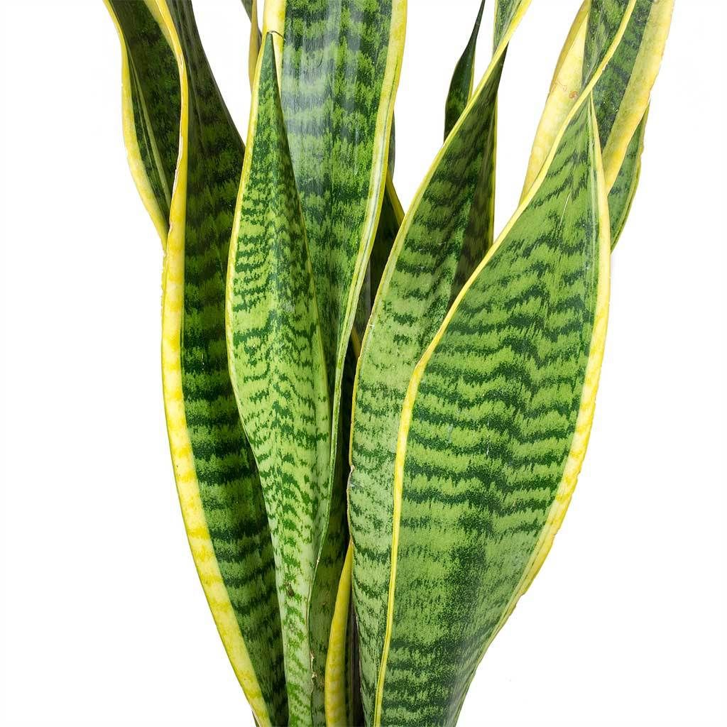 Snake Plant 'Laurentii' – India Import