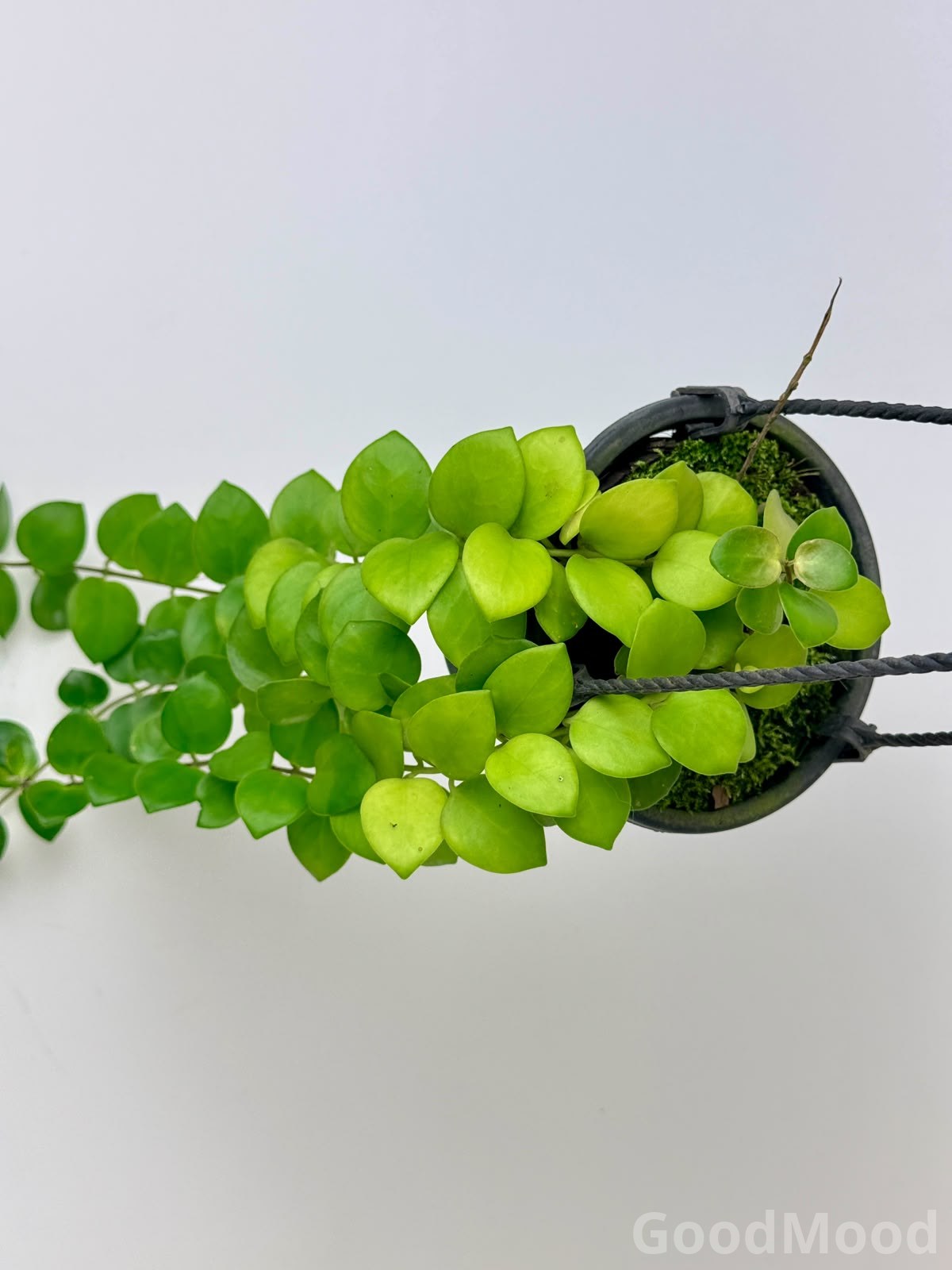 Dischidia Oiantha (String of Nickels) – Premium Rare Trailing Epiphyte