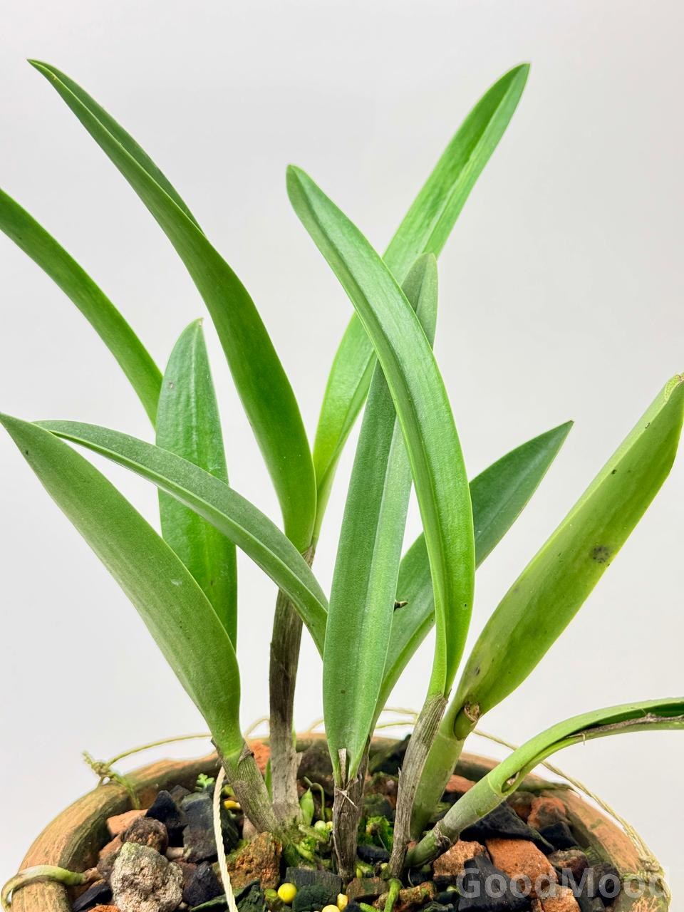 Cattleya Dormaniana (Dorman's Exotic Copper Orchid) – Rare Compact Species
