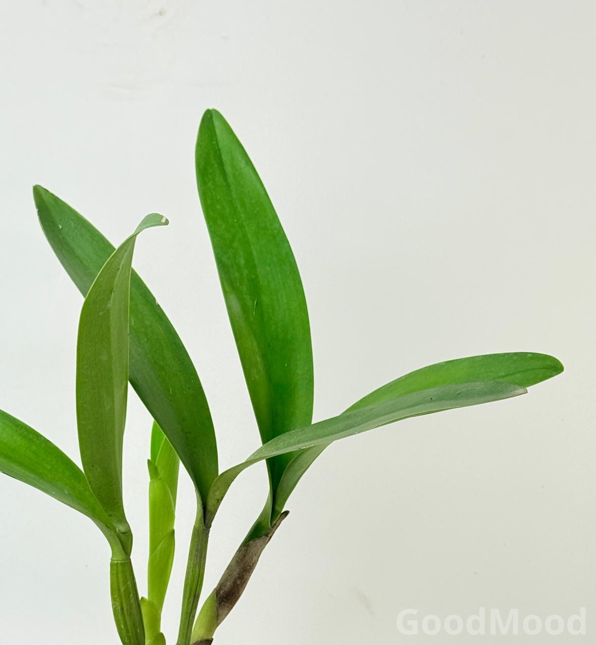 Cattleya Orchid Species – Exotic Flowering Queen