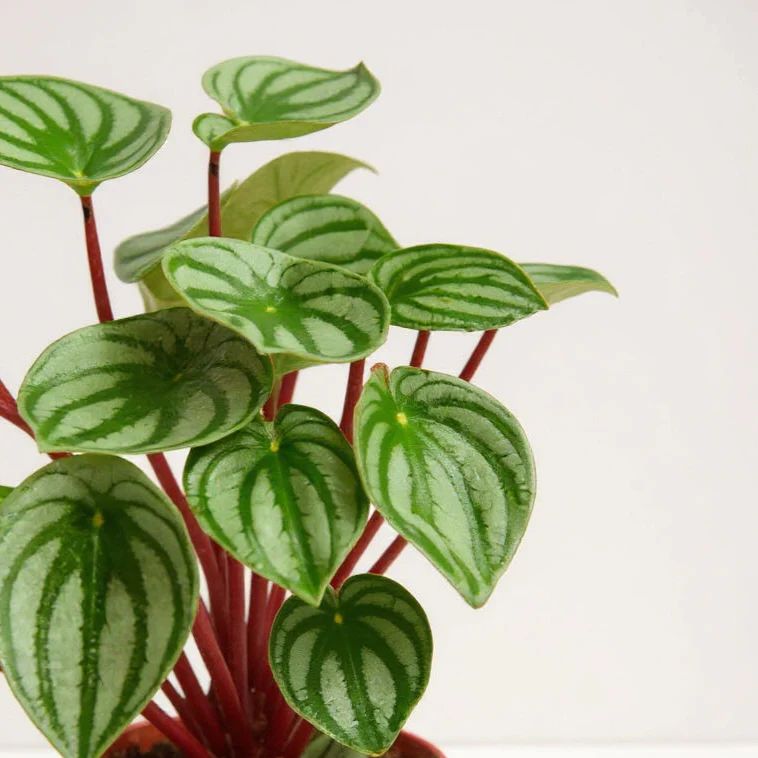 Watermelon Peperomia (Peperomia Argyreia)