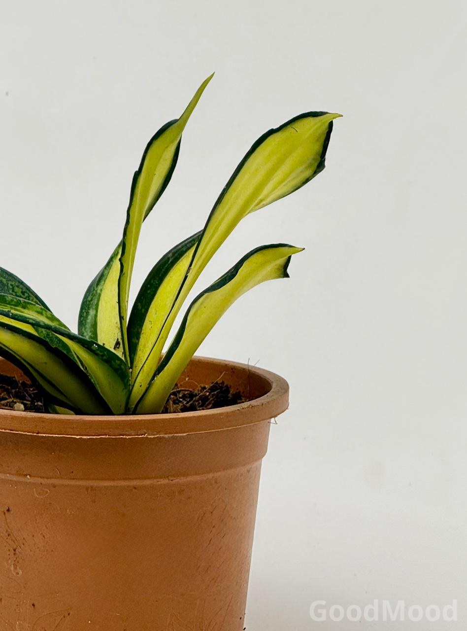 Sansevieria Hahnii "Curly Galaxy" (Twisted Dwarf Snake Plant) – Rare Collector's Selection