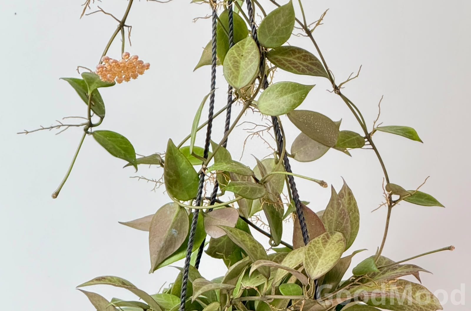 Hoya "Sunrise" (Sun-Stressed Wax Plant) – Premium Fragrant Blooming Hanging Specimen