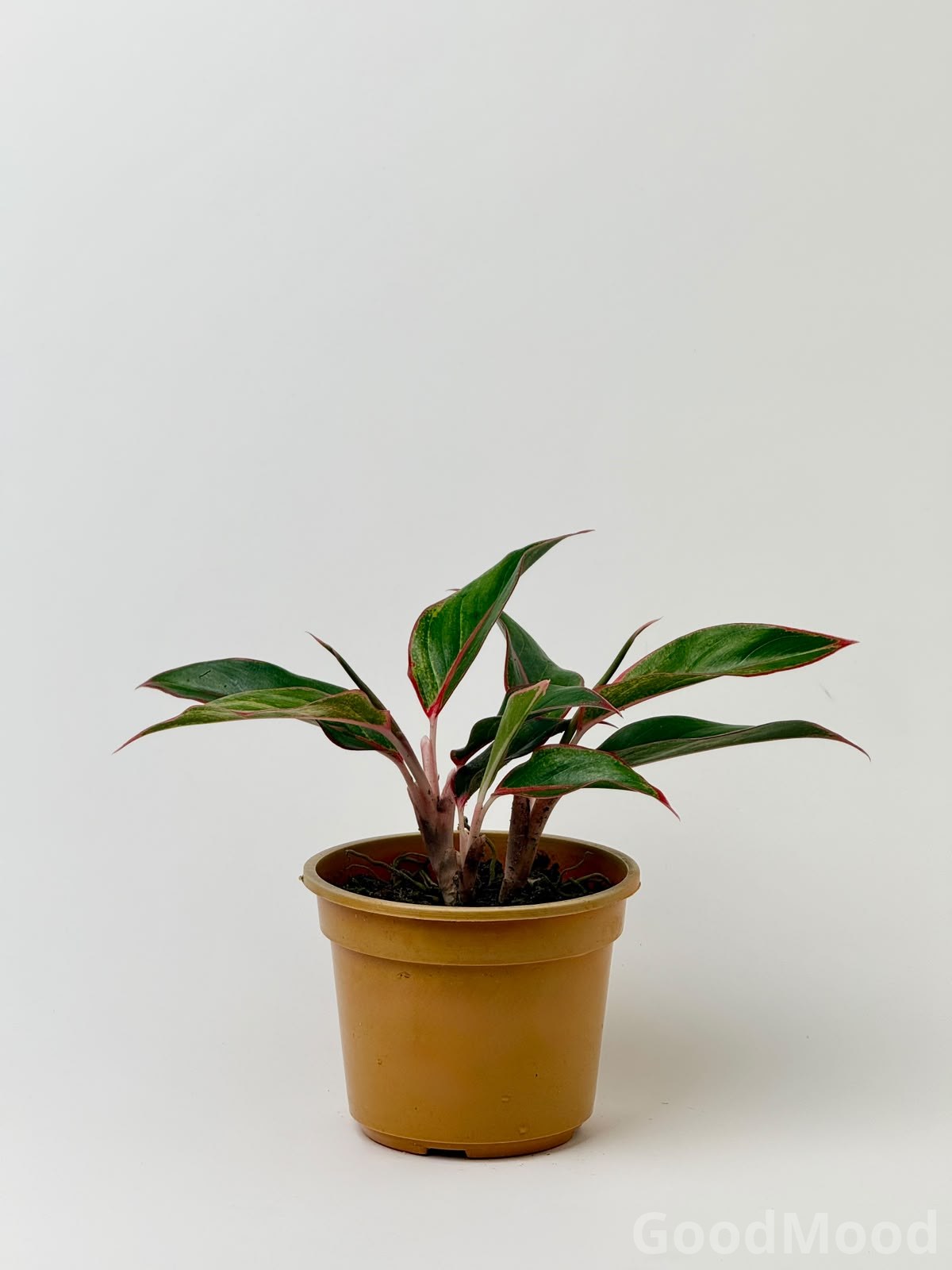 Aglaonema Siam Aurora Lipstick – Red Bordered Air Purifying Indoor Plant