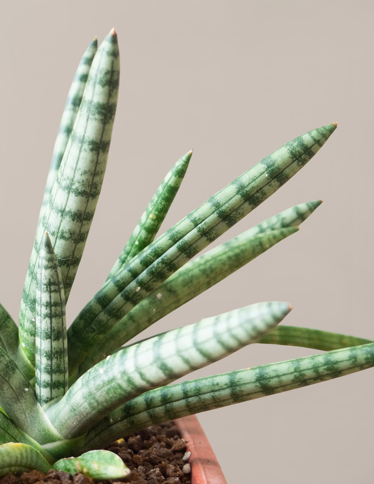 Starfish Snake Plant (Sansevieria Cylindrica)
