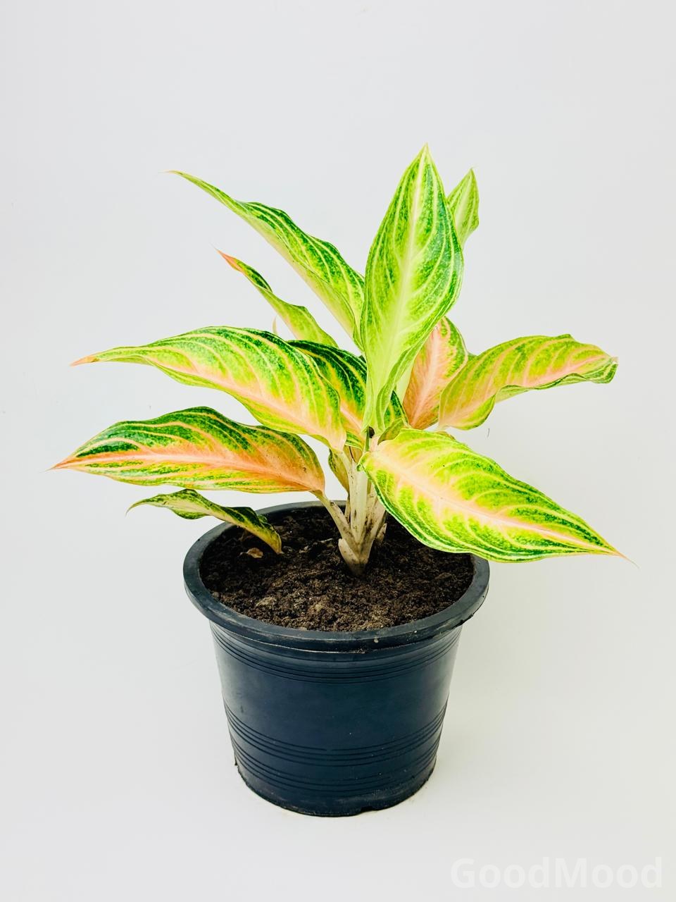 Aglaonema "Eyecatcher" (Chinese Evergreen) – Premium Colorful Foliage Plant