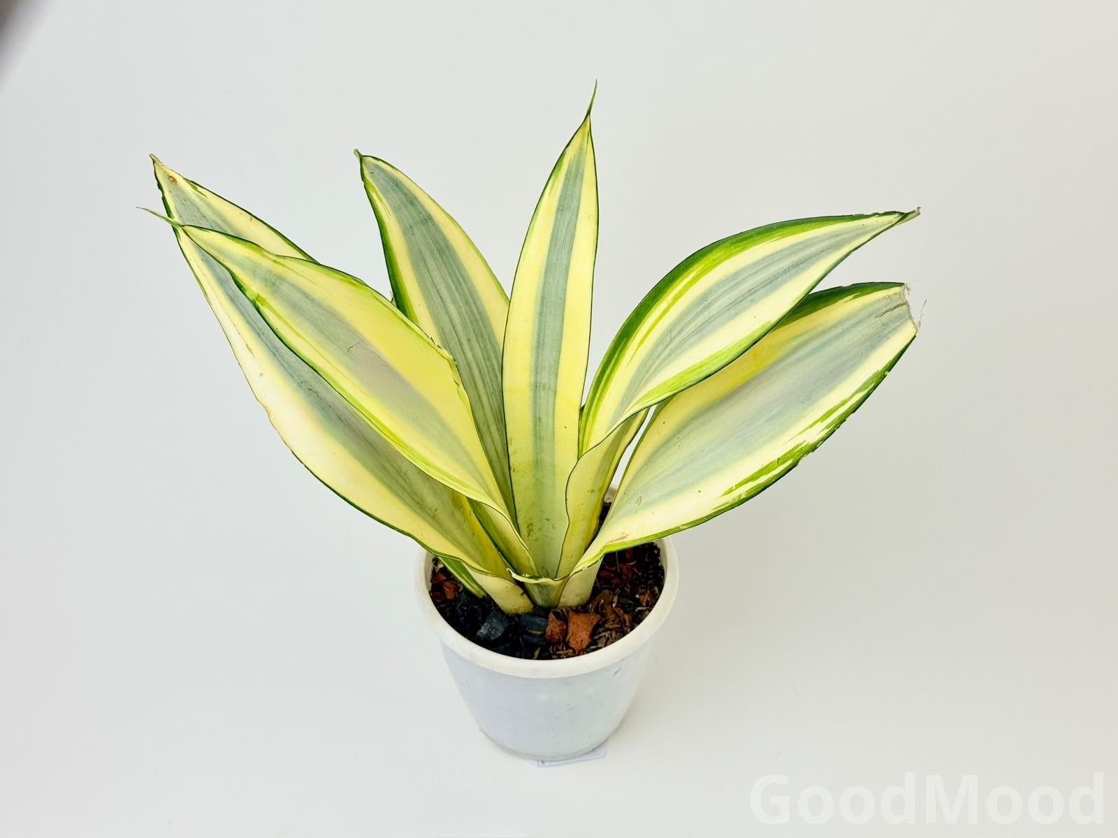 Sansevieria Trifasciata Ghost Plant – Rare Silver-Grey Air Purifying Indoor Snake Plant