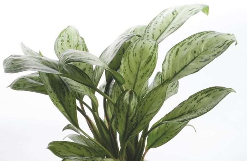 Aglaonema 'Silver Queen' – Thailand Import