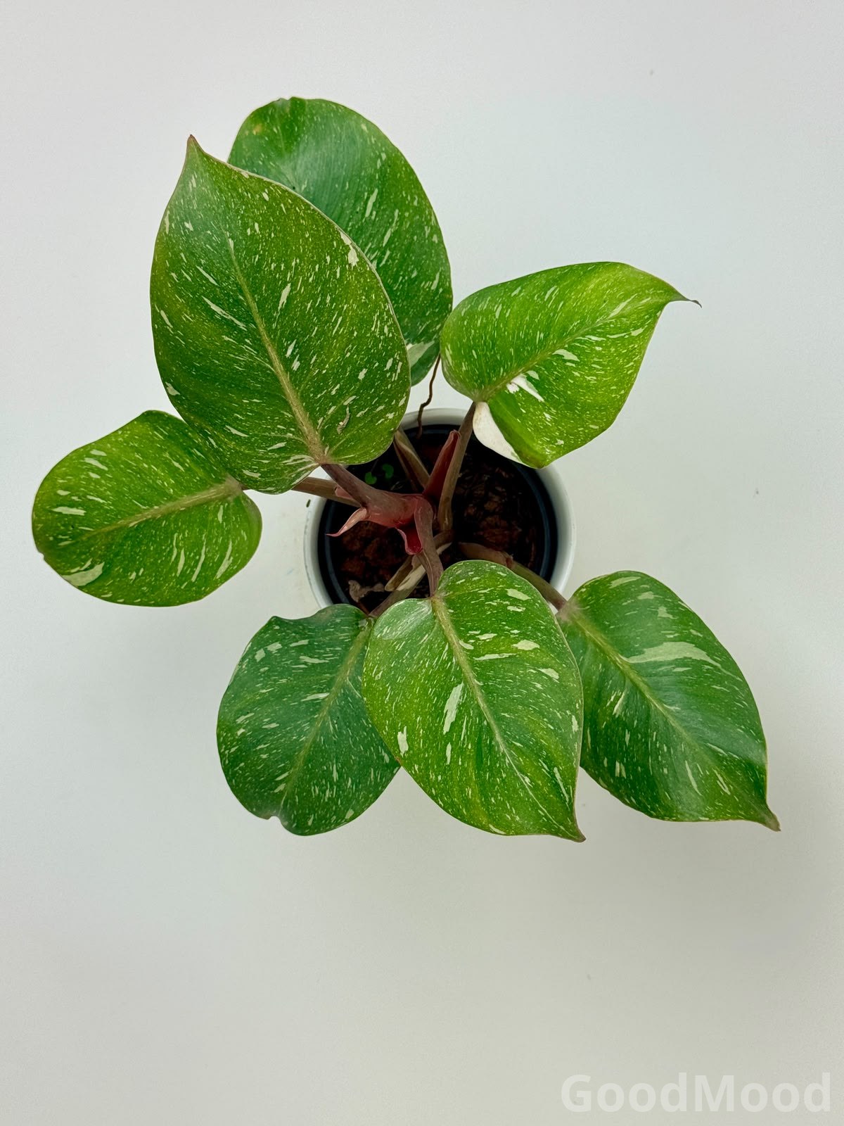 Philodendron White Knight Marble – Rare Variegated Indoor Collector Plant