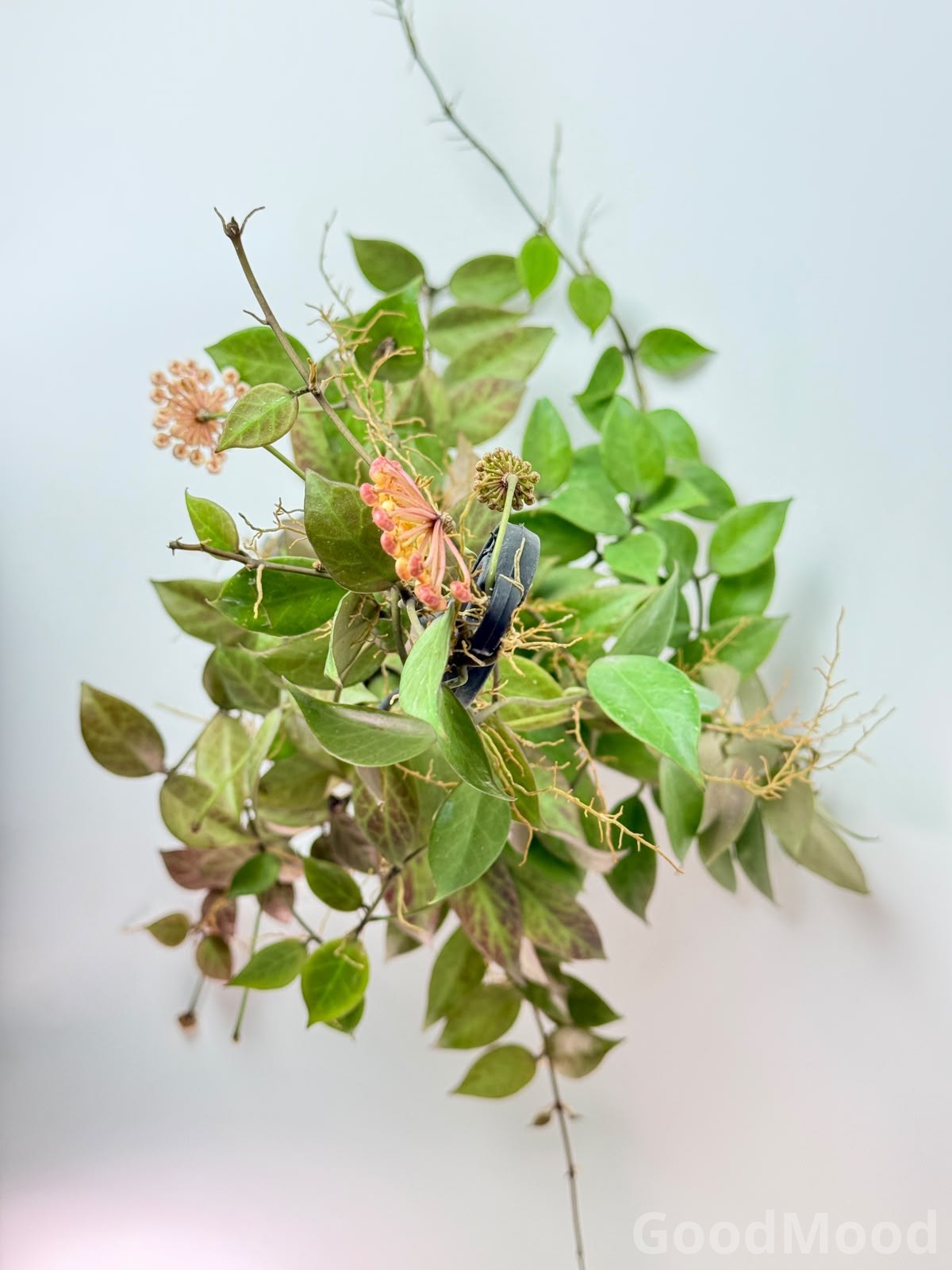Hoya "Sunrise" (Sun-Stressed Wax Plant) – Premium Fragrant Blooming Hanging Specimen