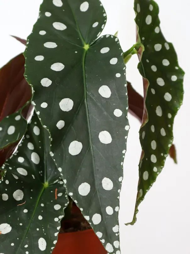 Begonia Maculata (Polka Dot Begonia) – Thailand Import
