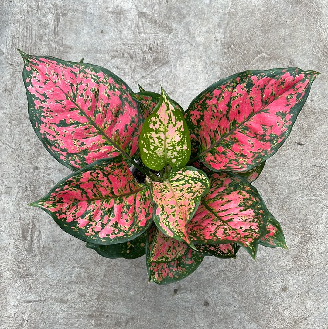 Aglaonema 'Red Valentine' – Thailand Import