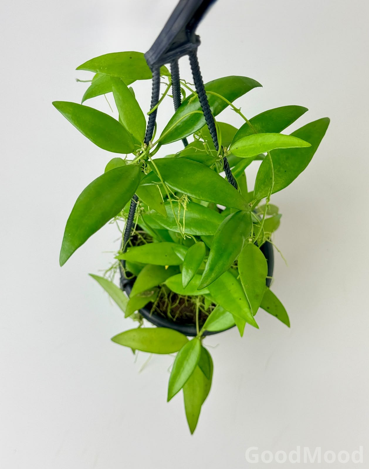 Hoya Oreogena (Mountain Wax Plant) – Premium Rare Trailing Hanging Basket Specimen