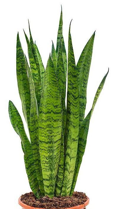 Snake Plant Zeylanica – Thailand Import