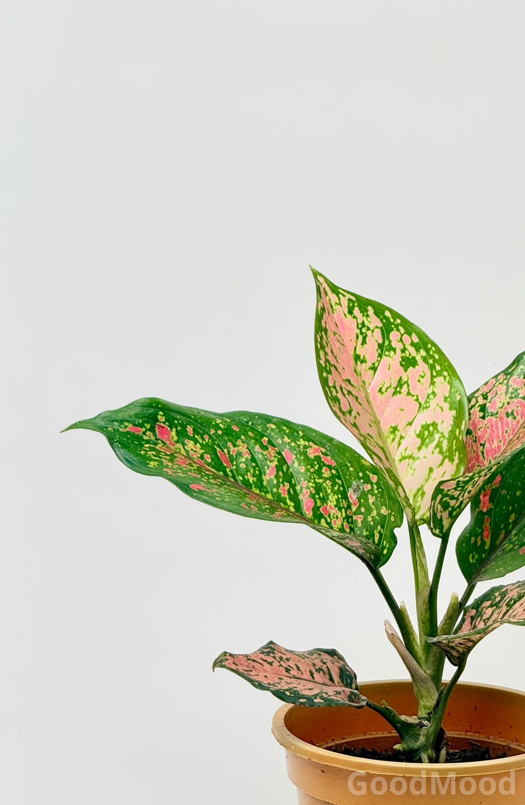 Aglaonema "Lady Valentine" (Pink Chinese Evergreen) – Premium Rare Variegated Variety