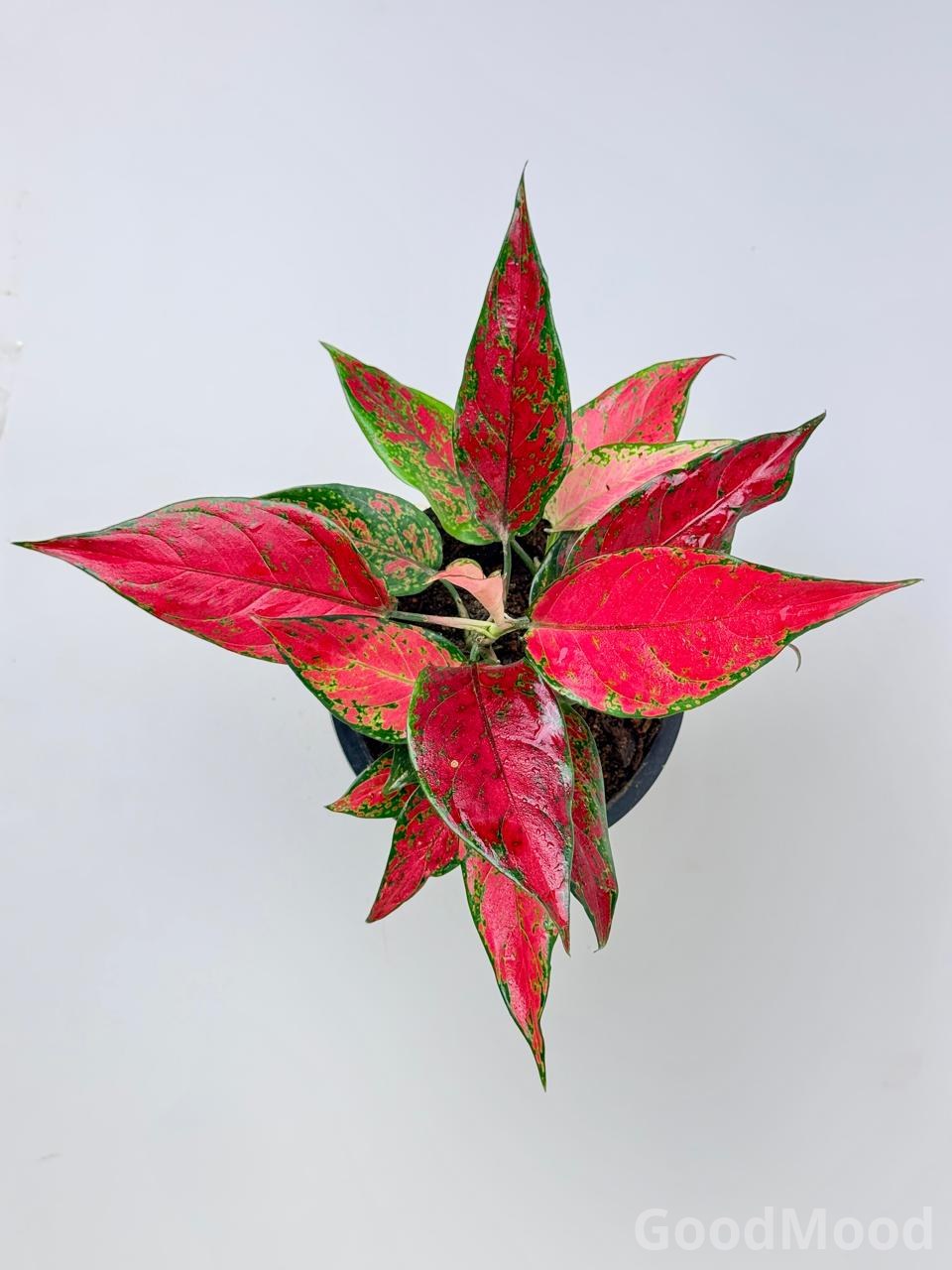 Aglaonema "Cherry Baby" (Vibrant Red Chinese Evergreen) – Rare Premium Foliage
