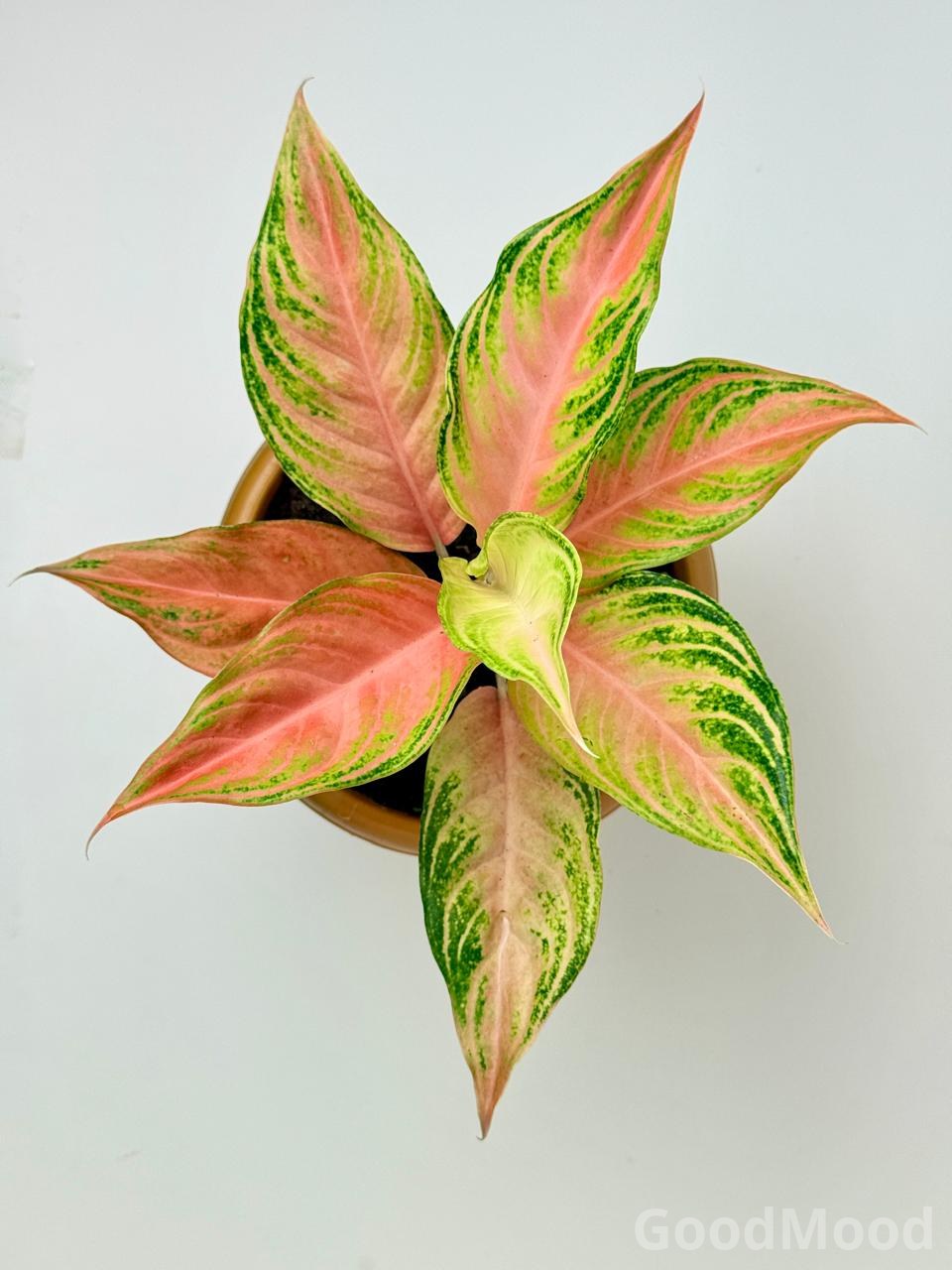 Aglaonema "Pink Panama" (Vibrant Chinese Evergreen) – Premium Rare Variegated Variety