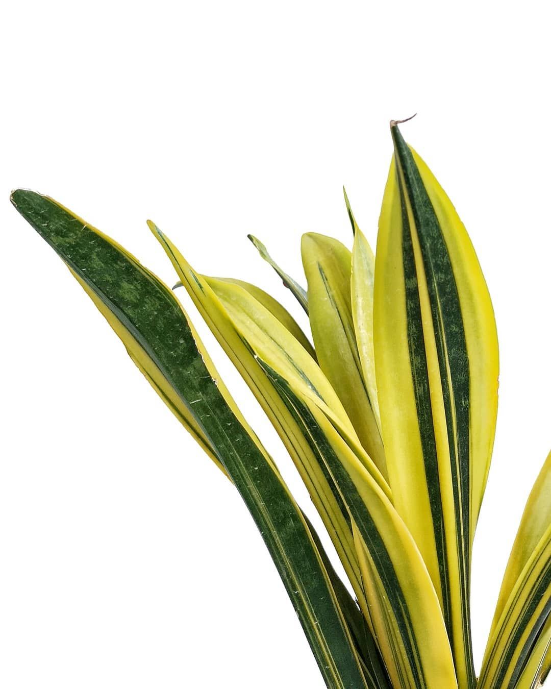 Snake Plant 'Golden Flame' Large – India Import
