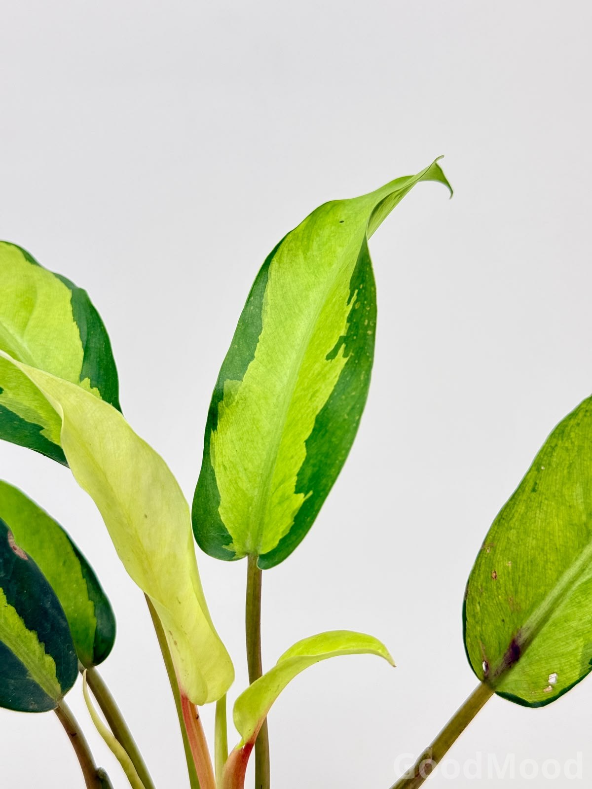 Philodendron Thai Sunrise – Rare Neon Variegated Indoor Plant