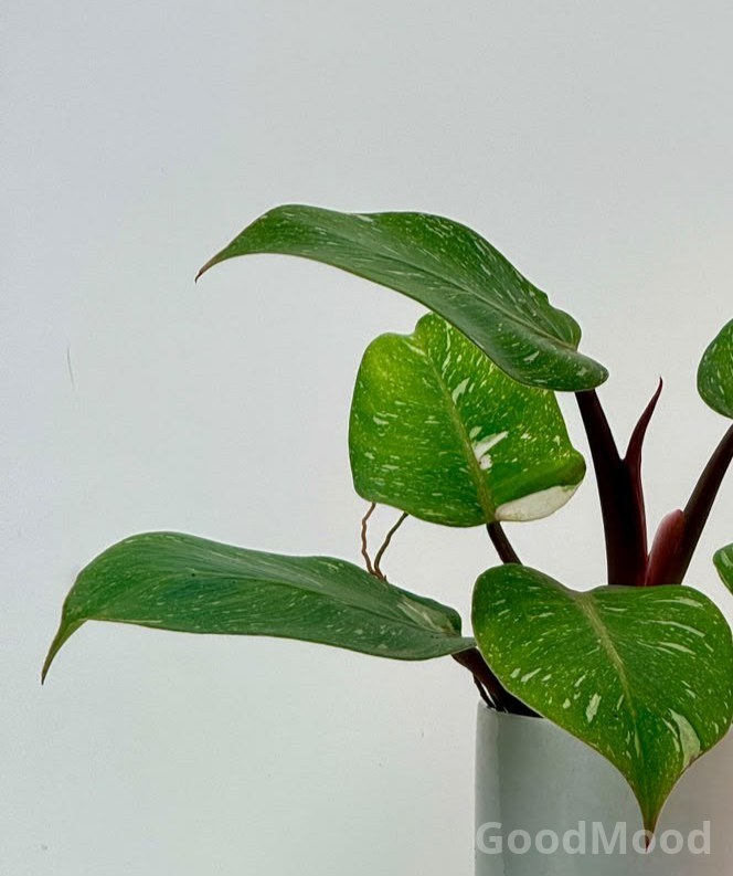 Philodendron White Knight Marble – Rare Variegated Indoor Collector Plant