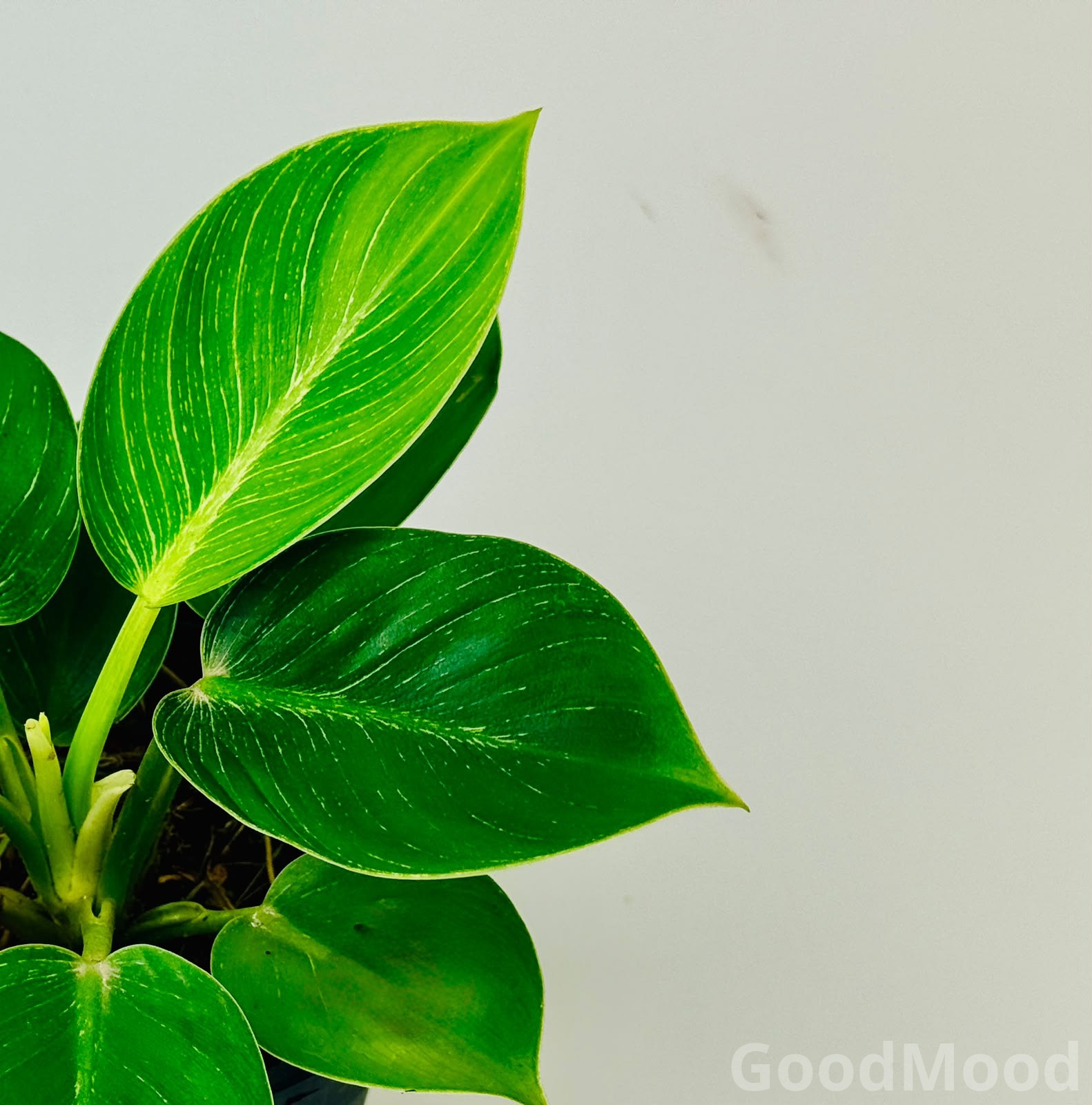 Philodendron Birkin – White Striped Variegated Indoor Plant