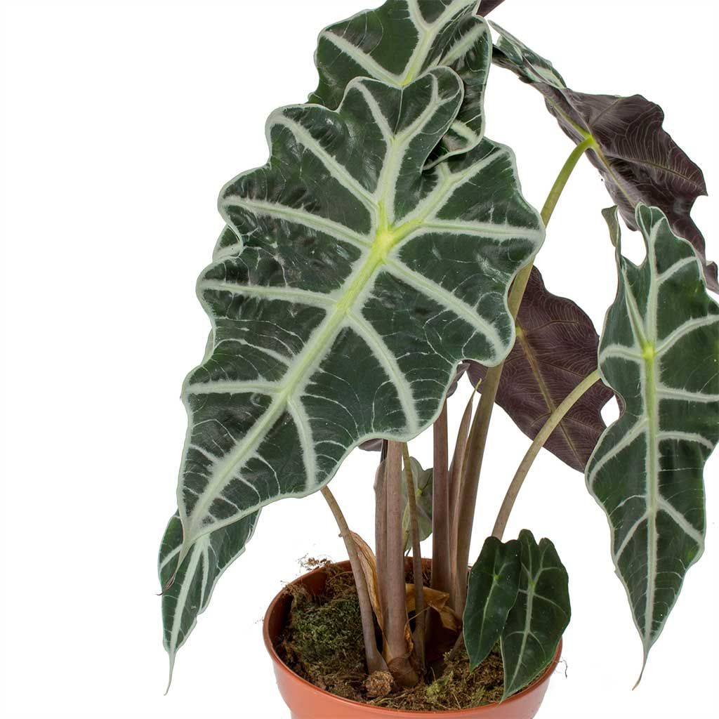 Alocasia 'Polly' (African Mask Plant)