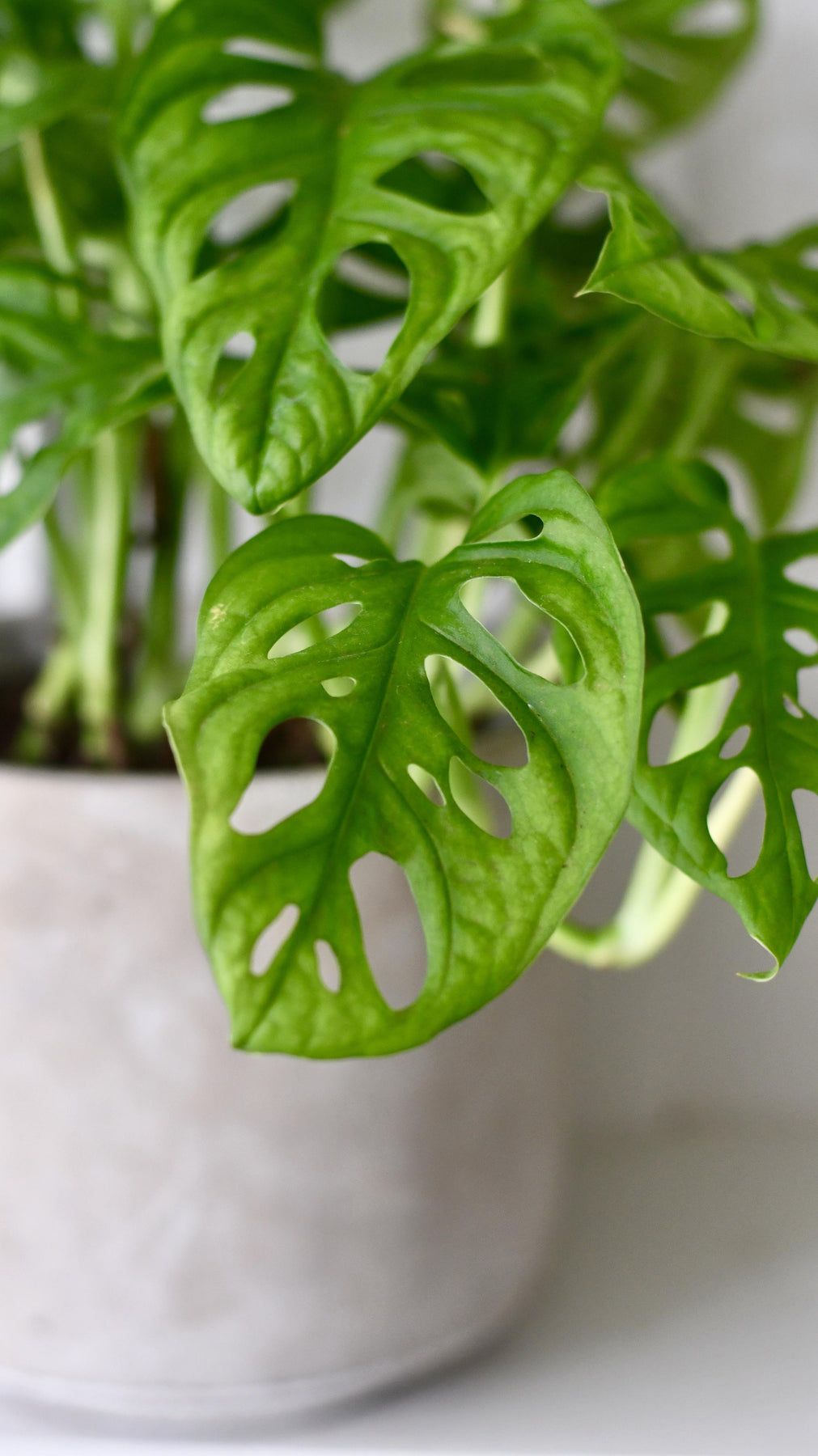 Monstera Obliqua (Rare Collector's Plant)