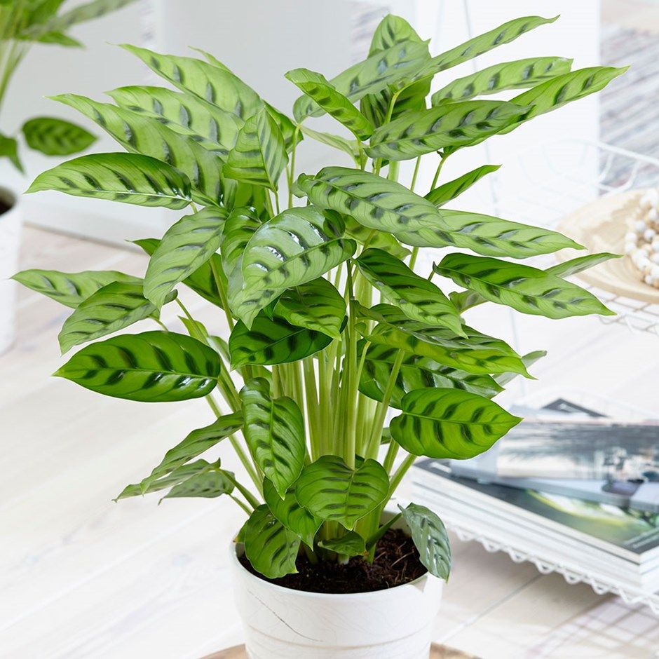 Calathea Leopardina (Goeppertia Concinna)
