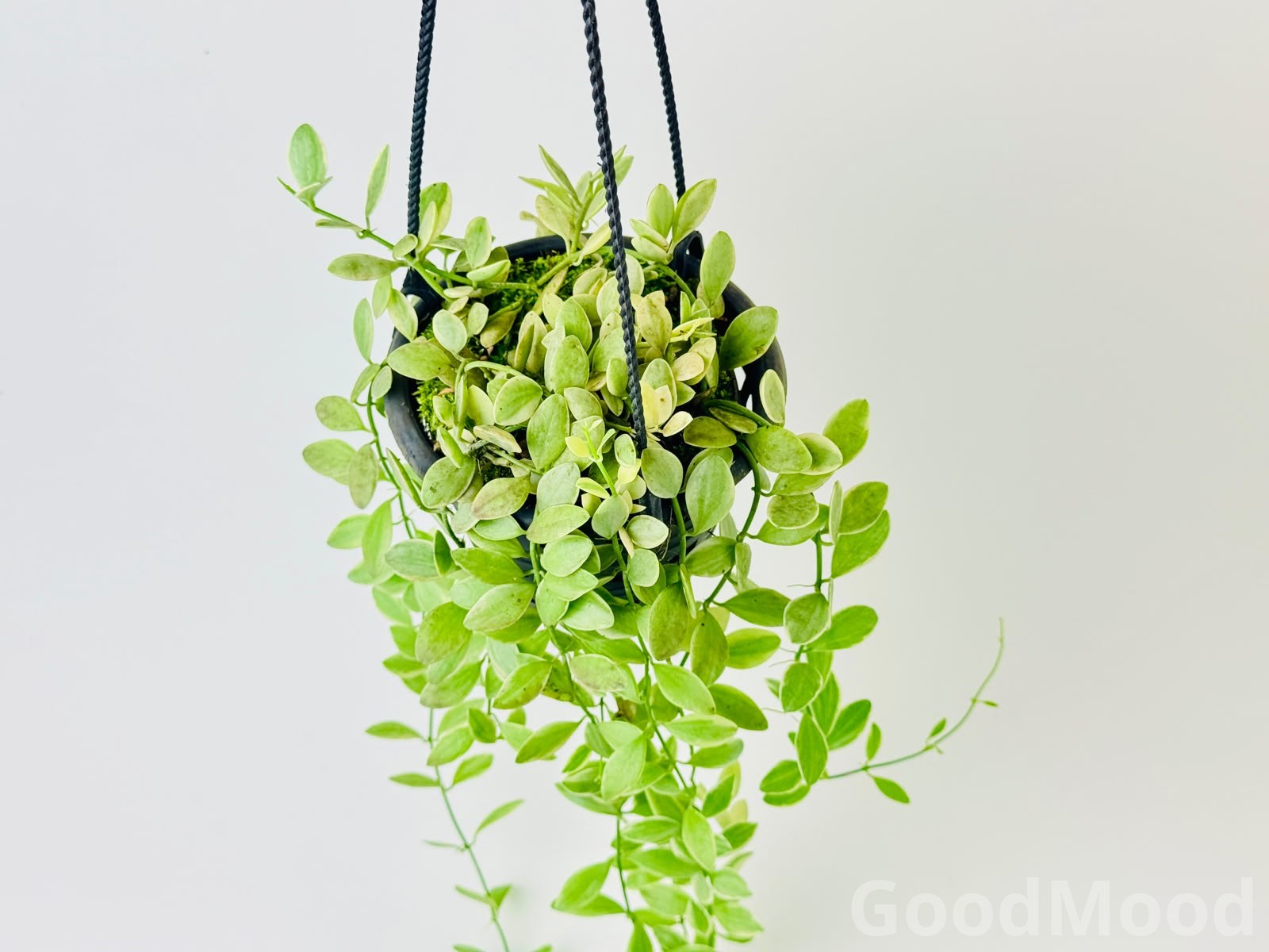 Dischidia Oiantha Variegated – Cream-Edged Trailing Epiphytic Indoor Plant