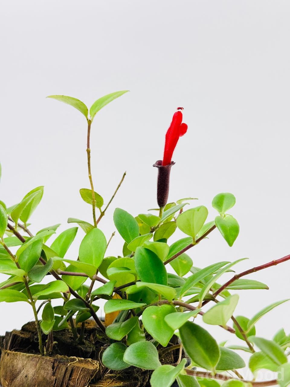 Aeschynanthus Radicans (Classic Lipstick Plant) – Premium Trailing Flowering Specimen