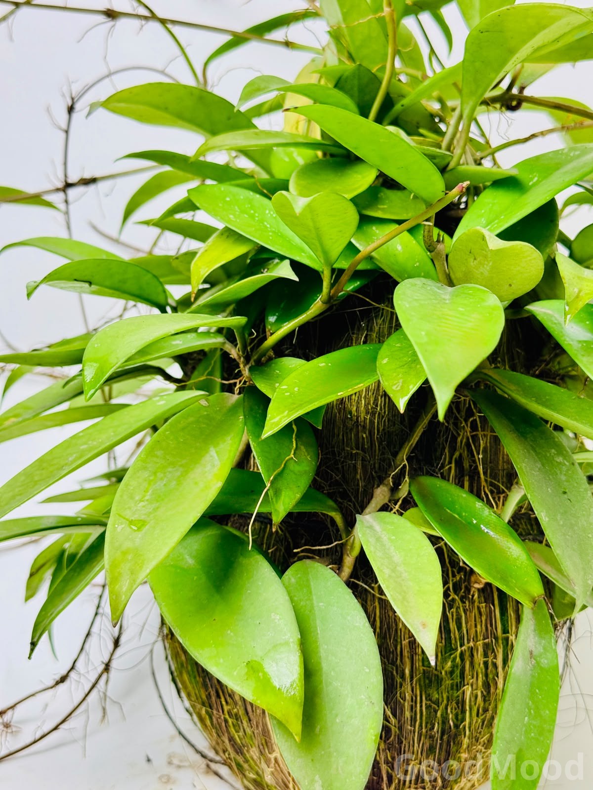 Hoya Carnosa "Jade" (Classic Wax Plant) – Premium Moss Kokedama Edition