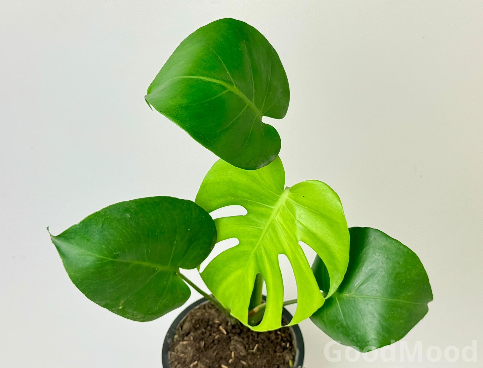 Monstera Deliciosa (Swiss Cheese Plant) – Premium Iconic Tropical Indoor Split-Leaf