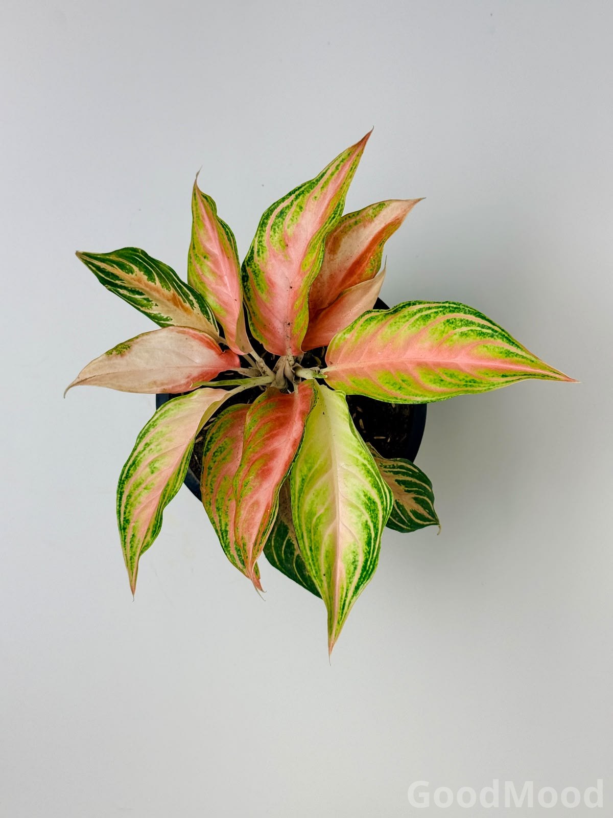 Aglaonema "Pink Panama" (Vibrant Pink Chinese Evergreen) – Premium Rare Cultivar