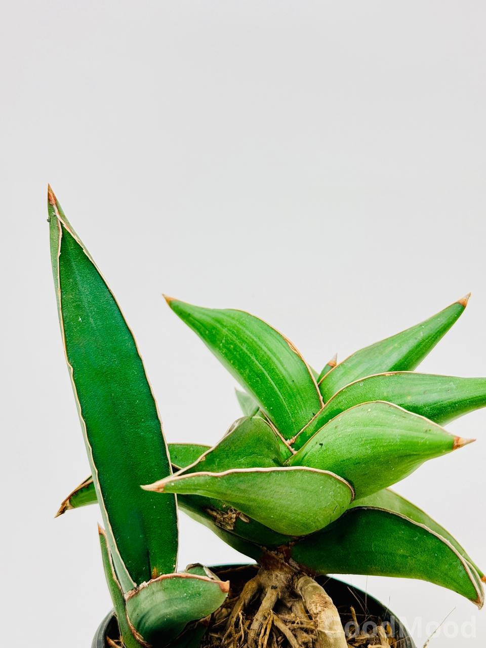 Sansevieria Ehrenbergii "Samurai Dwarf" (Sword Snake Plant) – Premium Rare Compact Succulent