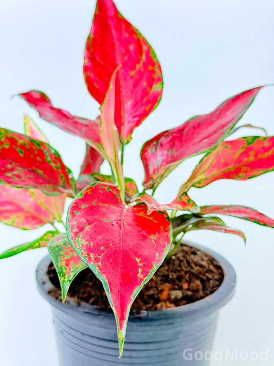 Aglaonema "Cherry Baby" (Vibrant Red Chinese Evergreen) – Rare Premium Foliage