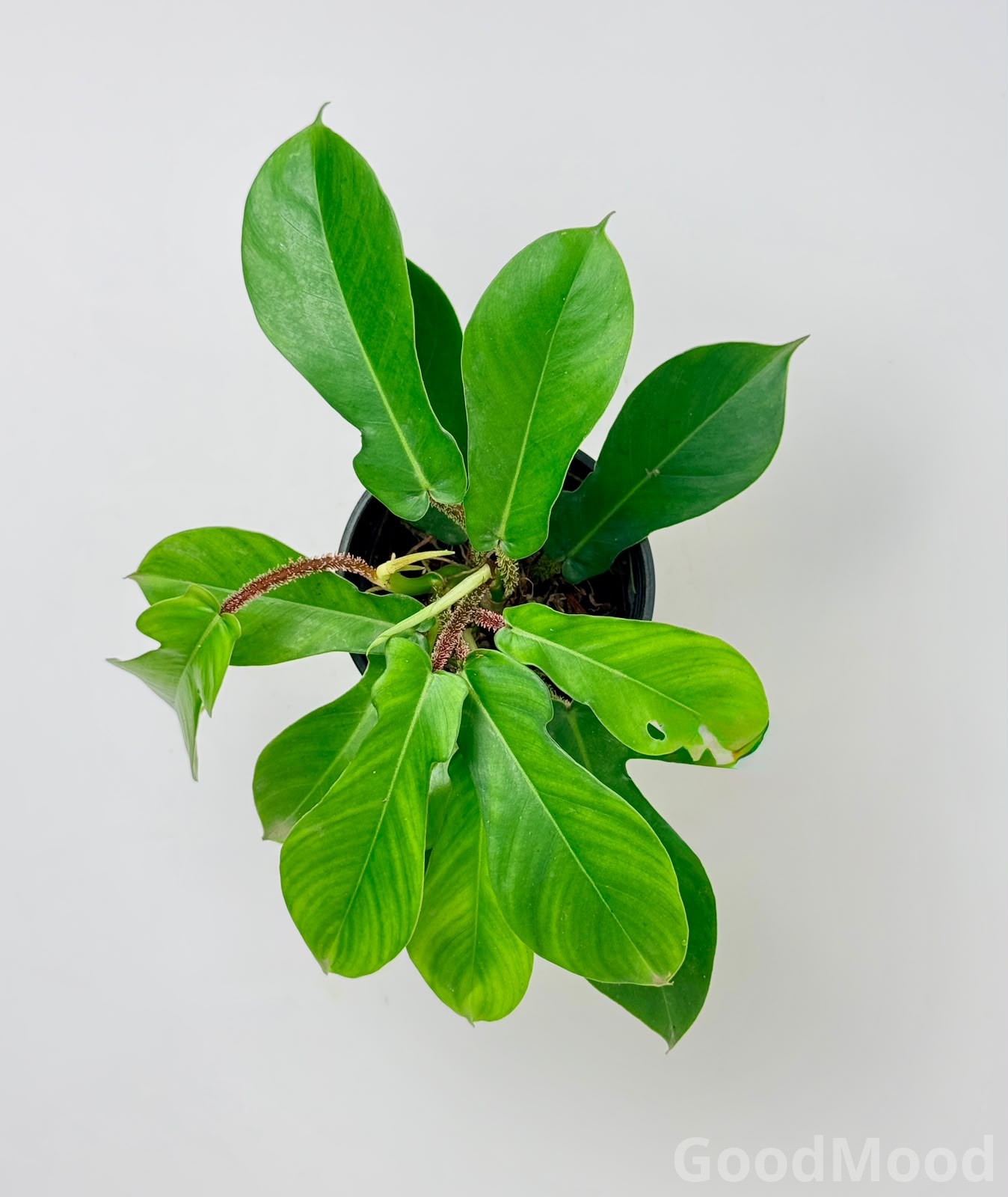 Philodendron squamiferum – Rare Red Hairy Stem Indoor Climbing Plant