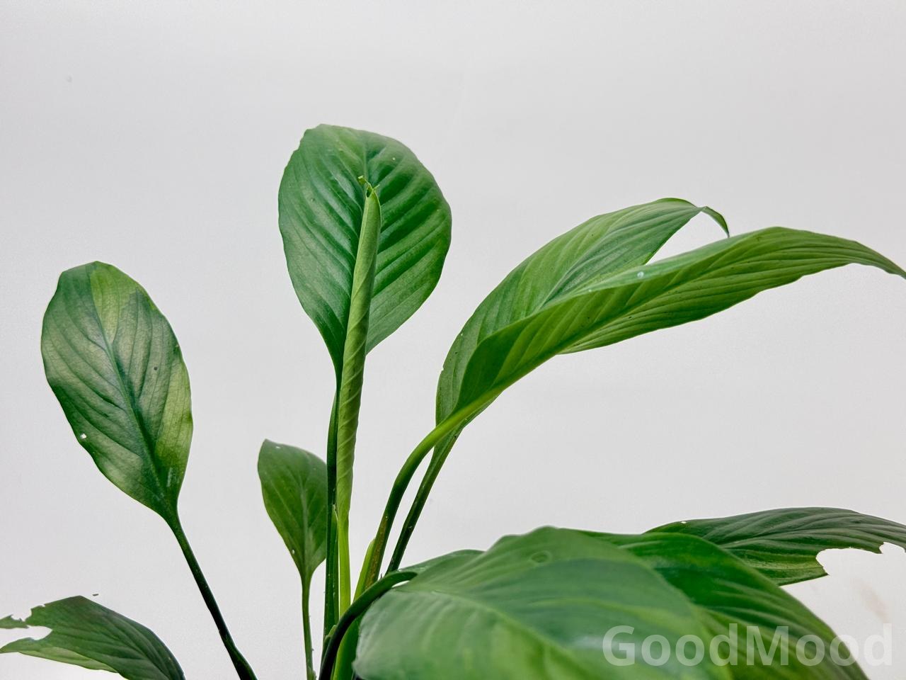 Spathiphyllum Wallisii (Classic Peace Lily) – Elite Air-Purifying Indoor Plant