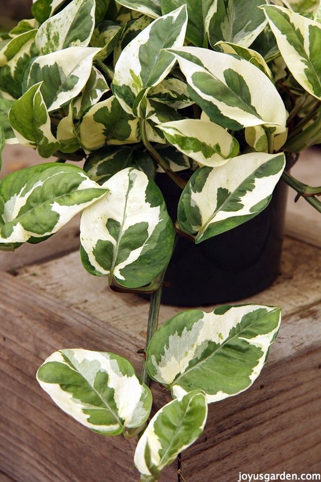 N'Joy Pothos (Epipremnum Pinnatum)