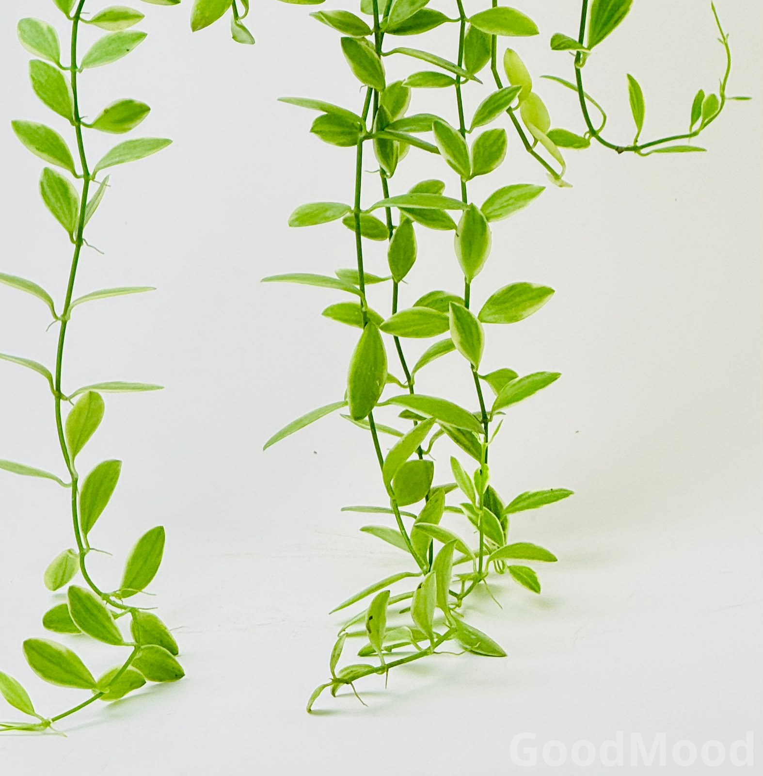 Dischidia Oiantha Variegated – Cream-Edged Trailing Epiphytic Indoor Plant