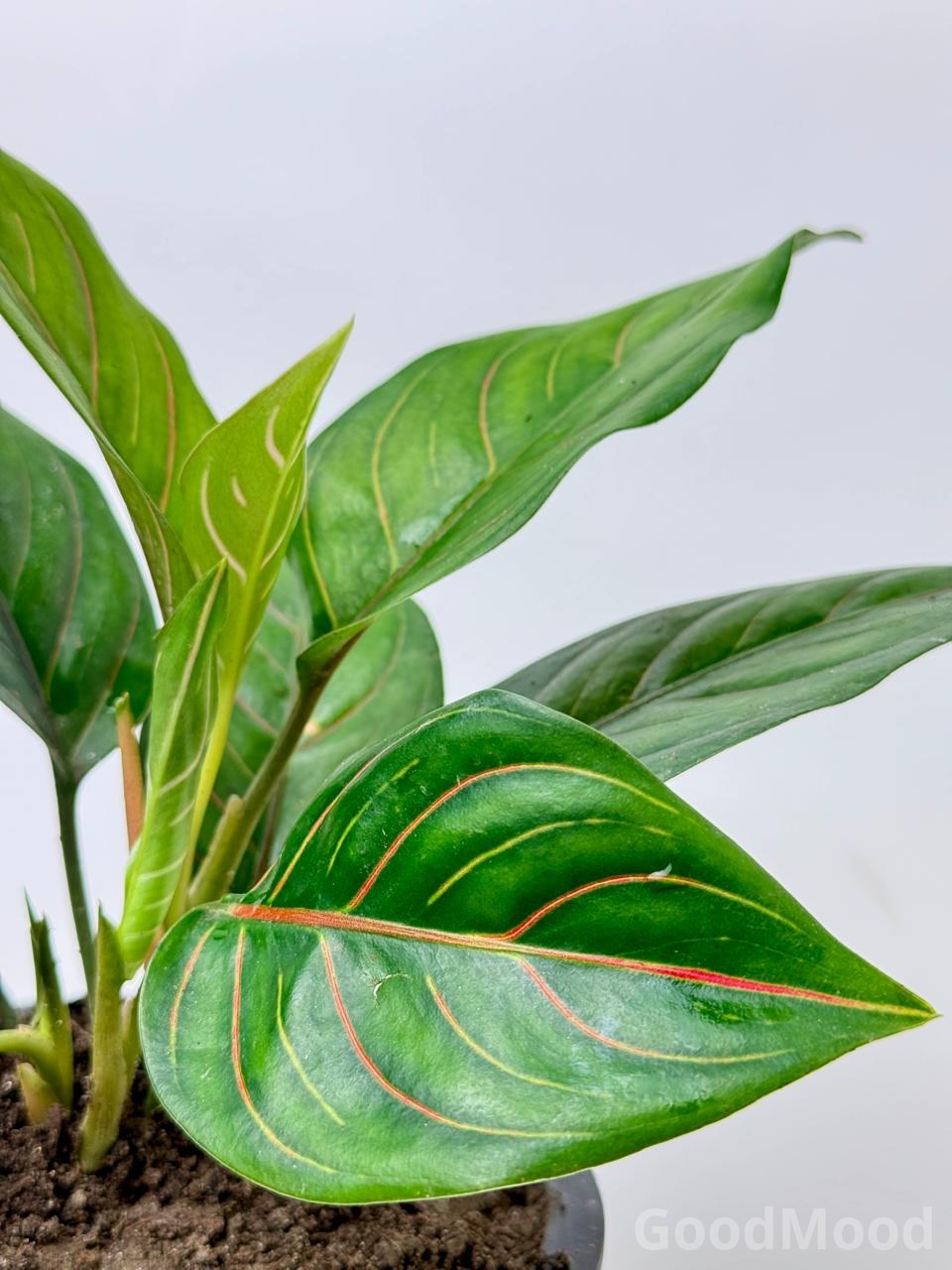 Aglaonema Rotundum "Tiger" (Red Vein Chinese Evergreen)