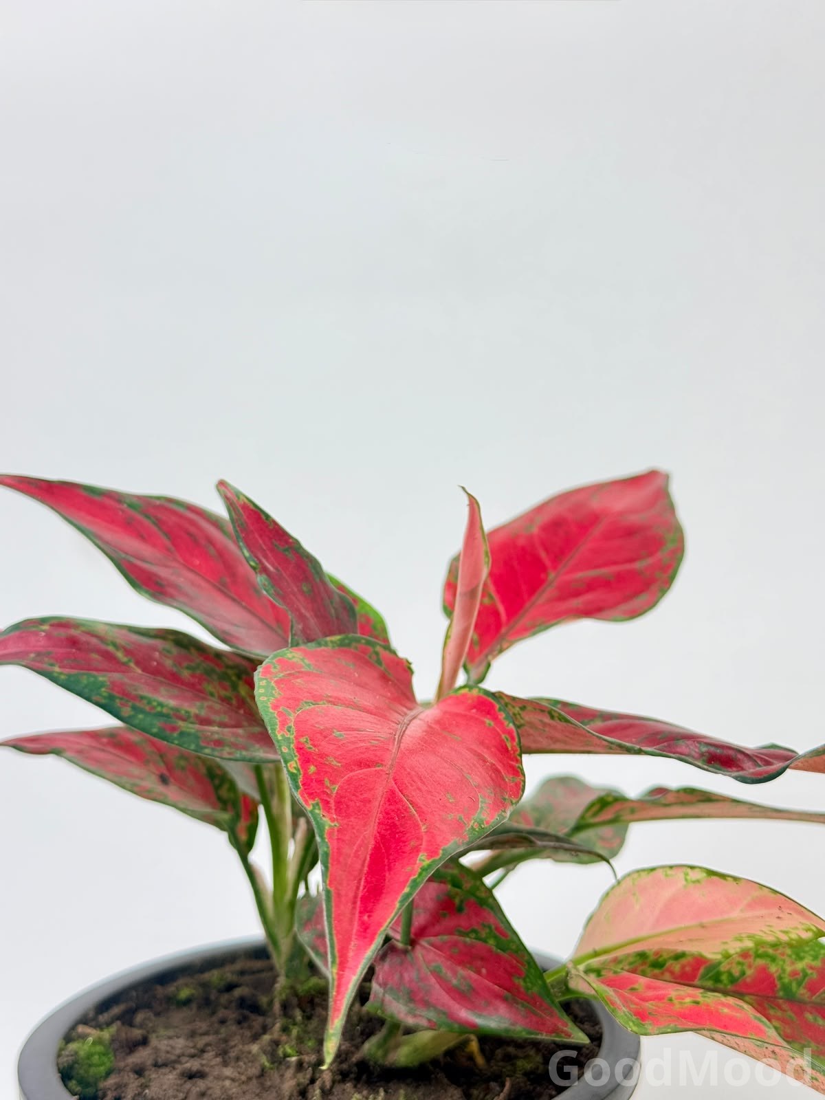 Aglaonema Commutatum "Red Elephant" – Rare Premium Colorful Foliage Plant