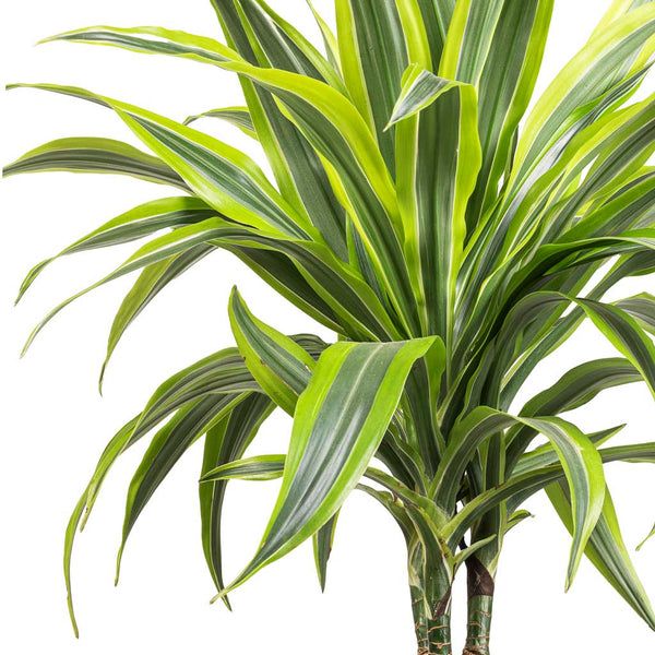 Lemon Lime Dracaena Tall (Dracaena Fragrans)